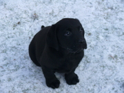 honden foto van Linda de Vries