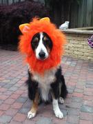 honden foto van rachel