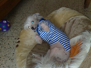 honden foto honden foto van Eben Huguette