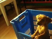 honden foto van loulou