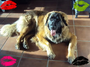 honden foto van Denzel & Jara