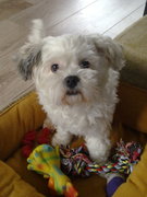 honden foto van Eveliene