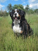 honden foto honden foto van milou