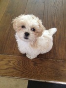 honden foto van Dorine