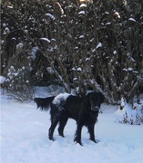 honden foto honden foto van Monique