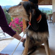 honden foto honden foto van An