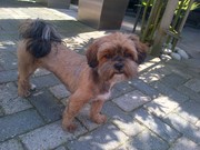 honden foto honden foto van Anna