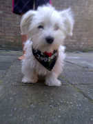 honden foto van R&r&r