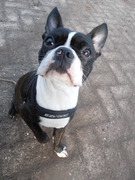 honden foto van antjex