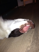 honden foto honden foto van Mir