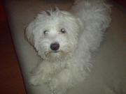 honden foto van barny 