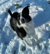 honden foto van Belin&Amy