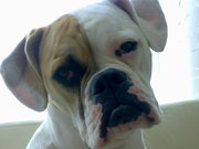 honden foto van nanda