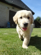 honden foto van Charlotte 