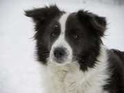 honden foto van Pia