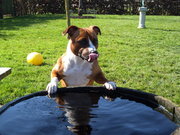 honden foto van Alice308