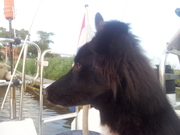 honden foto van Femke