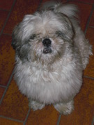 honden foto honden foto van nelly vande ven