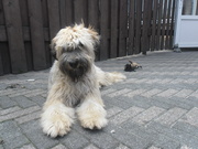 honden foto van Wendy baasje van Ebby