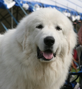 honden foto van branswijck kurt