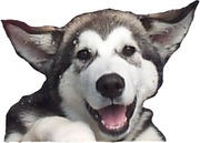 honden foto van Appie