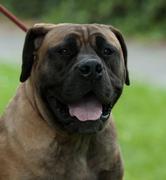 honden foto van Tyson Boerboels