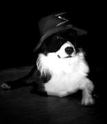 honden foto van lode