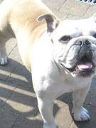 honden foto van Shauny