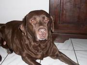 honden foto van lisette