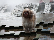 honden foto van Jolanda 