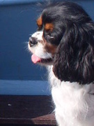 honden foto van Pien