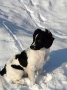 honden foto van Jan Moed