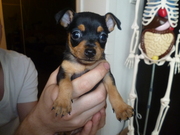 honden foto van Joyce