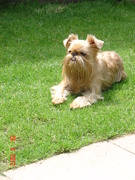 honden foto van wauchr