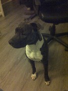 honden foto van joshua