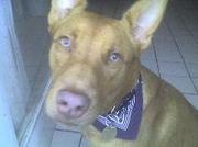 honden foto van gigi