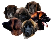 honden foto van M. Morsch-Weijzig