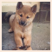 honden foto van esmee