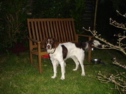honden foto honden foto van mieke