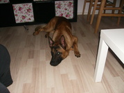 honden foto van simone