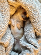 honden foto van mandy