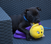 honden foto honden foto van Simone