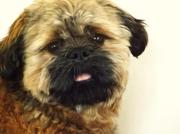 honden foto van Juno...