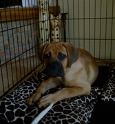 honden foto van geertje