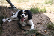honden foto van marjolein