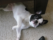 honden foto van annabel