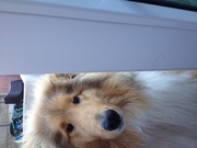honden foto van Lassie