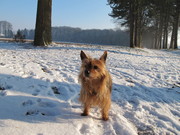 honden foto honden foto van Klaus Verbiest