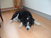 honden foto van Marieke