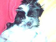 honden foto van yvien